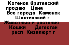 Котенок британский продаю › Цена ­ 3 000 - Все города, Каменск-Шахтинский г. Животные и растения » Кошки   . Дагестан респ.,Кизилюрт г.